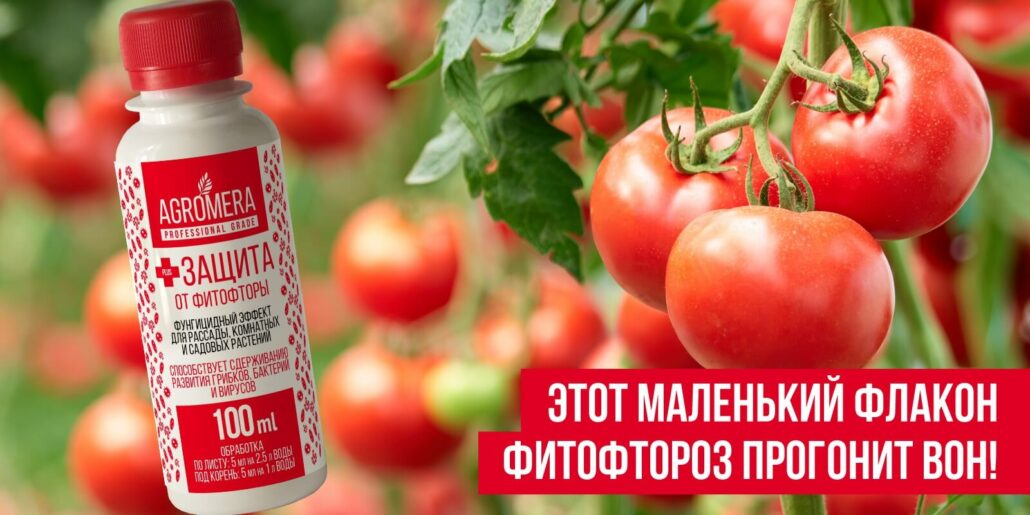 защита томатов от фитофторы в открытом