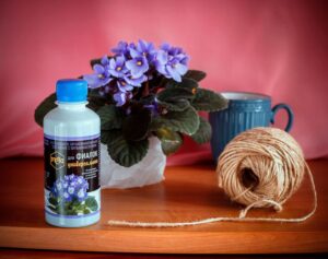 Здоровый рост фиалок в домашних условиях